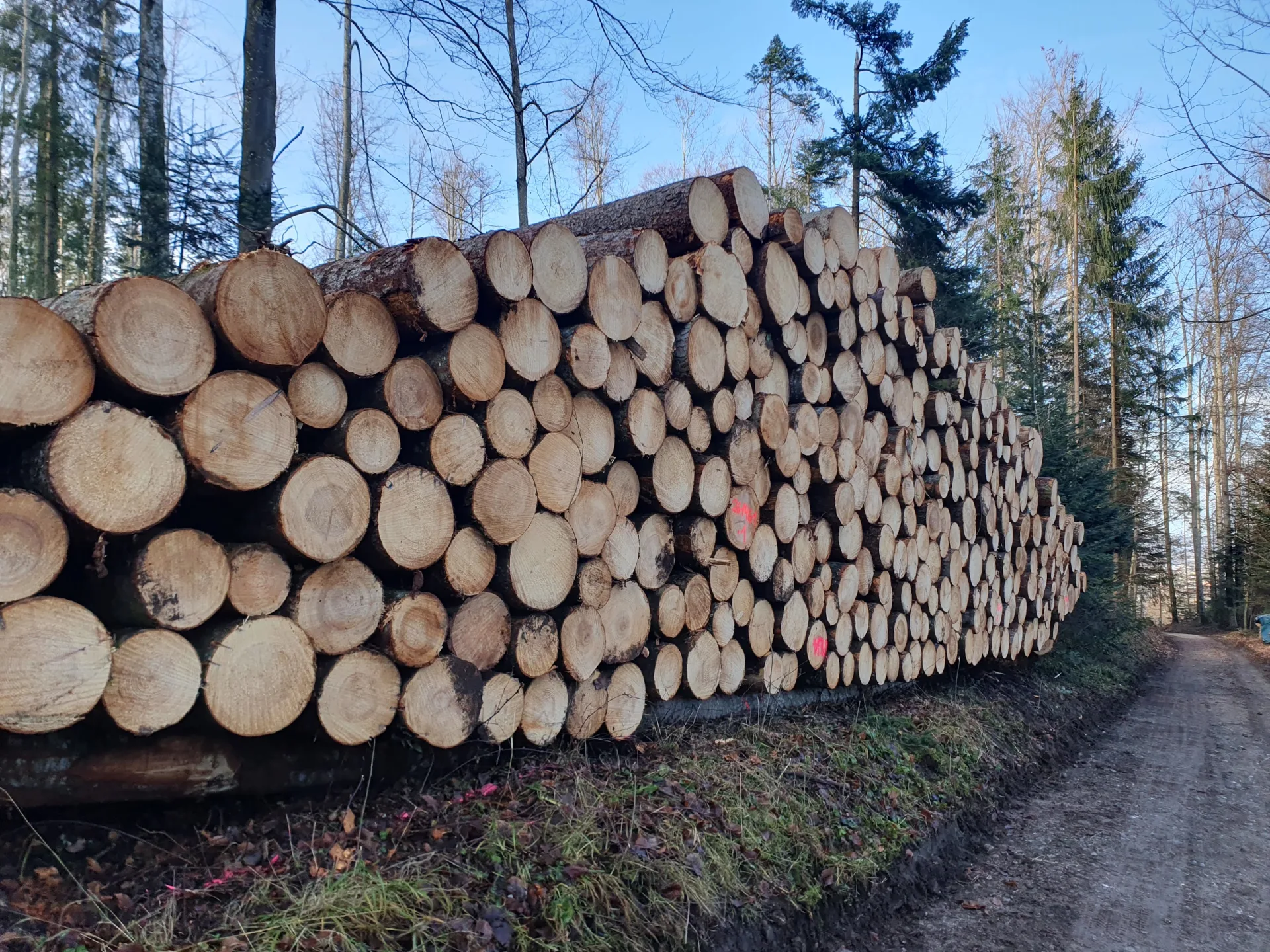 Rundholzlager von emeris holz in Forst-Längenbühl